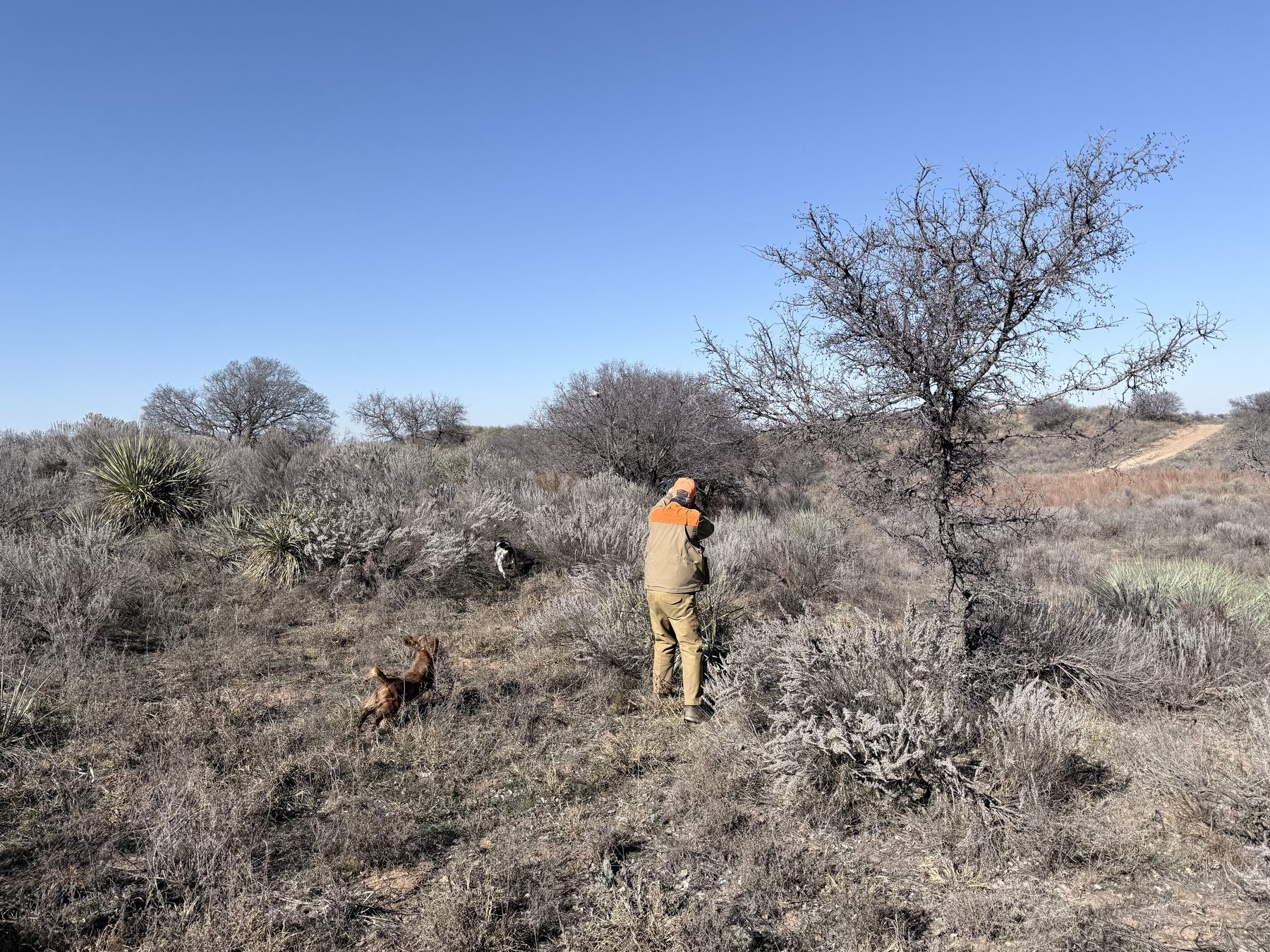 Hunter and bird dog working the brush on a quail hunt at River Springs Ranch in Oklahoma